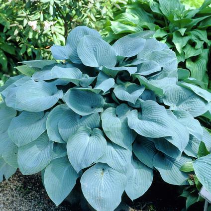 Hosta sieboldiana 'Elegans' (Ships in Spring) 