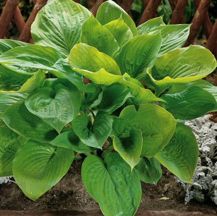 Hosta Sieboldiana Sum & Substance (Ships in Spring) 