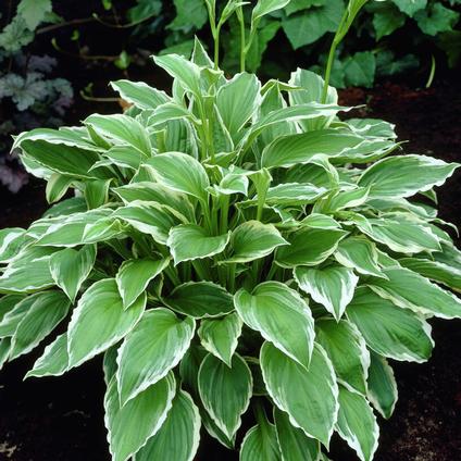 Hosta undulata 'Albomarginata' (Ships in Spring) 