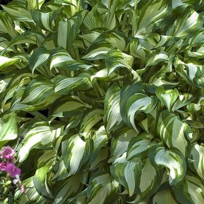 Hosta Undulata 'Medio Variegata' (Ships in Spring) 