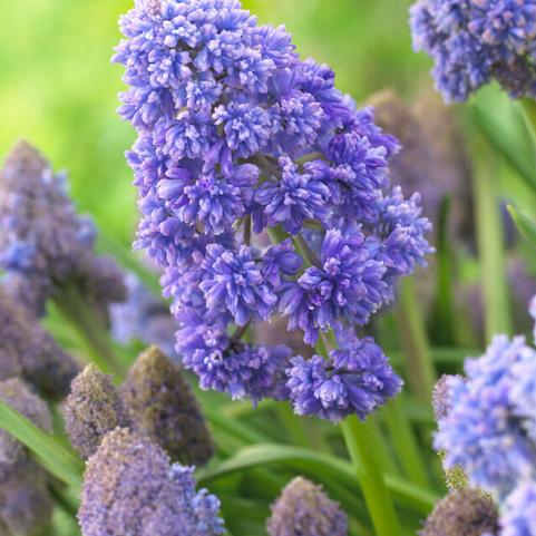 Muscari 'Fantasy Creation' 