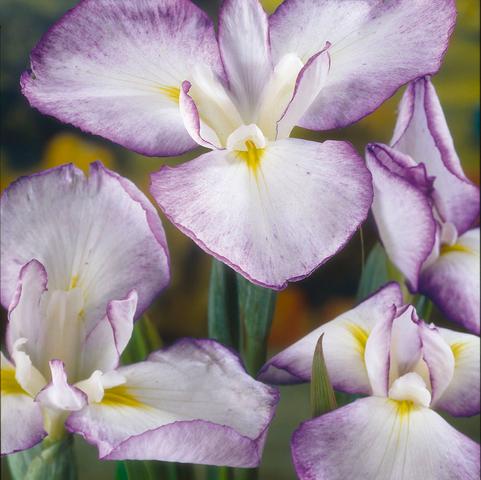 Iris Ensata Gracieuse (Ships in Spring) 