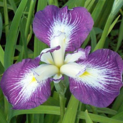 Iris Ensata Picotee Wonder (Ships in Spring) 