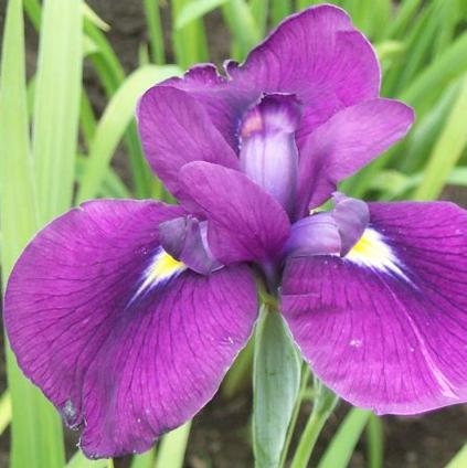 Iris Ensata Royal Robes (Ships in Spring) 