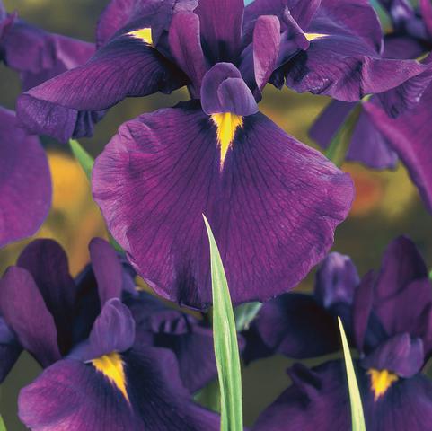 Iris Ensata Temple Bells (Ships in Spring) 