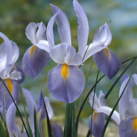 Iris Sibirica Sky Wings (Ships in Spring) 