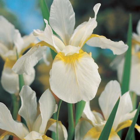 Iris Sibirica Snow Queen (Ships in Spring) 