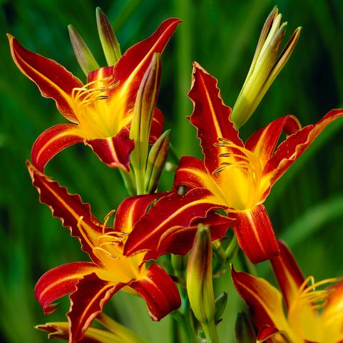 Hemerocallis Autumn Red (Ships in Spring) 