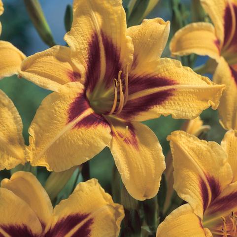 Hemerocallis Bonanza (Ships in Spring) 