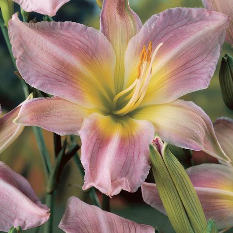 Hemerocallis Catherine Woodbury (Ships in Spring) 