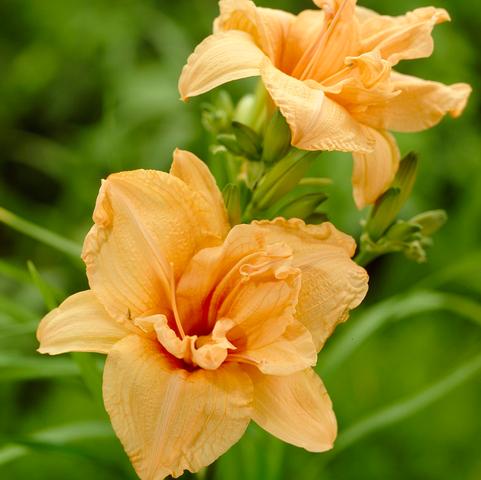 Hemerocallis Novelty 'Double Dream' (Ships in Spring) 