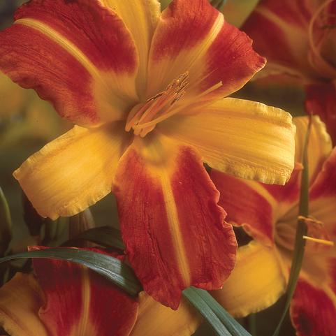 Hemerocallis Franz Halls (Ships in Spring) 