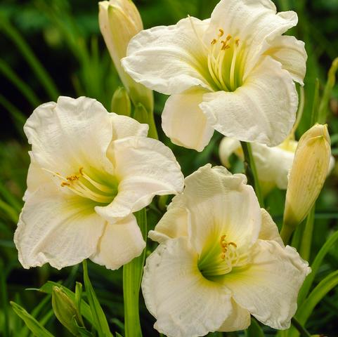 Hemerocallis 'Gentle Shepherd' (Ships in Spring) 