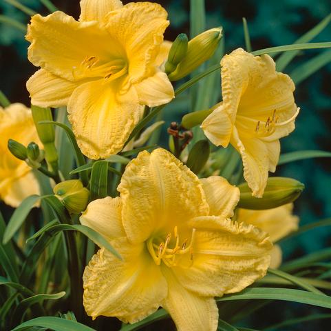 Hemerocallis Compact Rebloomer 'Happy Returns' (Ships in Spring) 