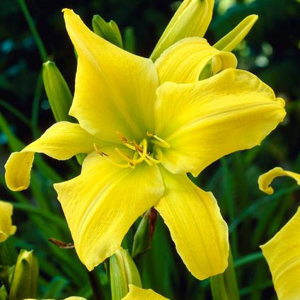Hemerocallis Hyperion (Ships in Spring) 