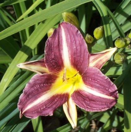 Hemerocallis Compact Rebloomer 'Mary Reed' (Ships in Spring) 