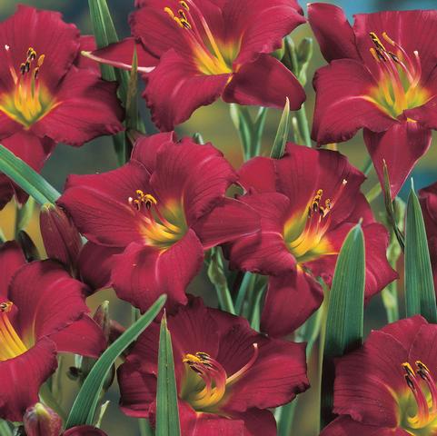 Hemerocallis rebloomer 'Pardon Me' (Ships in Spring) 