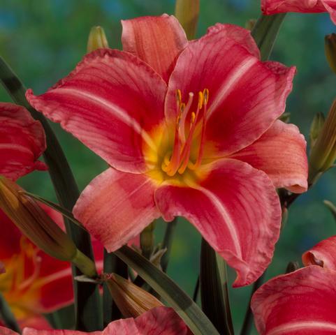 Hemerocallis Compact Rebloomer 'Prairie Bella' (Ships in Spring) 