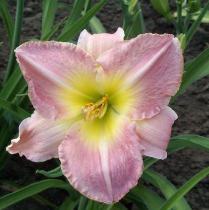 Hemerocallis Novelty 'Pretty Woman' (Ships in Spring) 