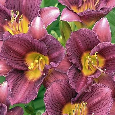 Hemerocallis Compact Rebloomer 'Purple de Oro' (Ships in Spring) 
