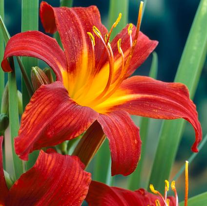 Hemerocallis Rajah (Ships in Spring) 