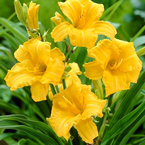 Hemerocallis rebloomer 'Stella d'Oro' (Ships in Spring) 