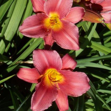 Hemerocallis Wine Delight (Ships in Spring) 