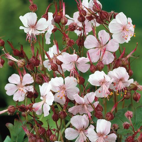 Geranium Biokovo (Ships in Spring) 
