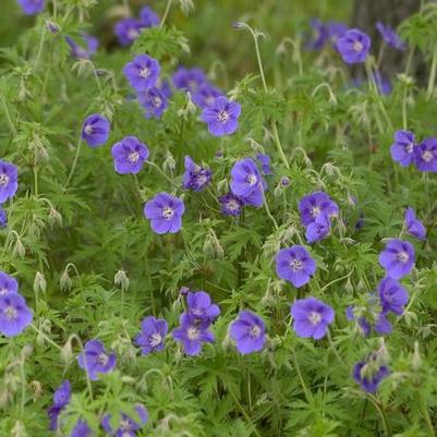 Geranium Brookside (Ships in Spring) 