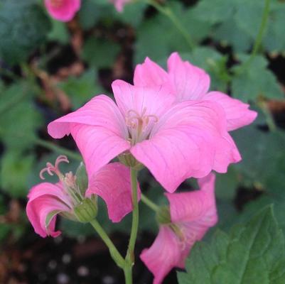 Geranium