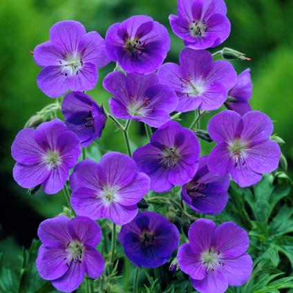 Geranium Johnson's Blue (Ships in Spring) 