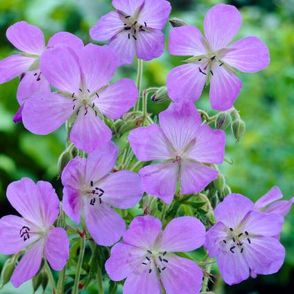 Geranium Kashmir Purple (Ships in Spring) 