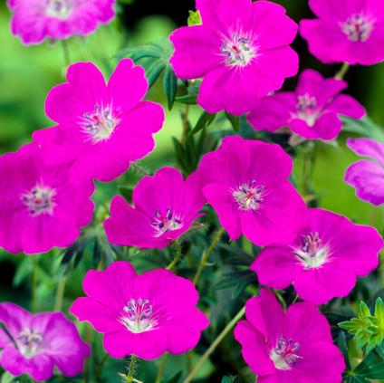 Geranium sanguineum 'New Hampshire Purple' (Ship in Spring) 