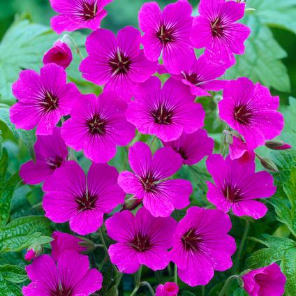 Geranium Patricia (Ships in Spring) 