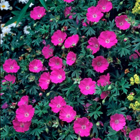Geranium Sanguineum (Ships in Spring) 