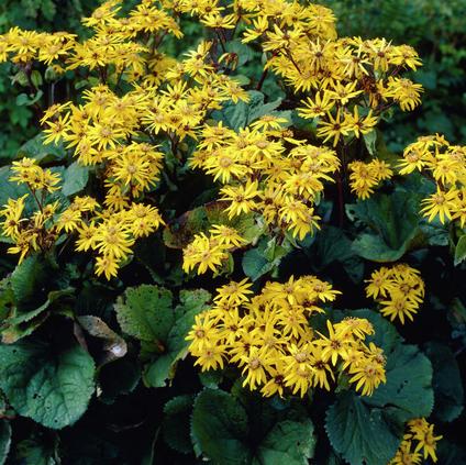 Ligularia dentata 'Othello' (Ships in Spring) 