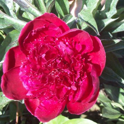 Paeonia Benjamin Franklin (Ships in Spring) 