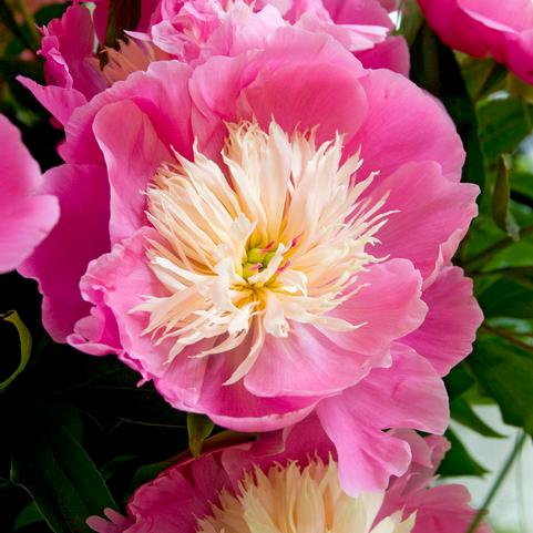 Paeonia Bowl of Beauty (Ships in Spring) 