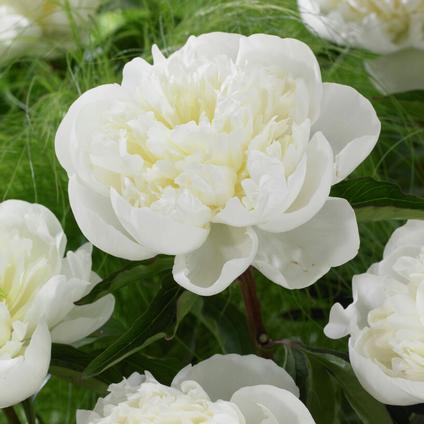 Paeonia 'Duchess de Nemours' (Ships in Spring) 