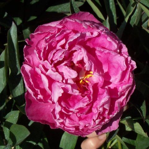 Paeonia Edulus Superba (Ships in Spring) 