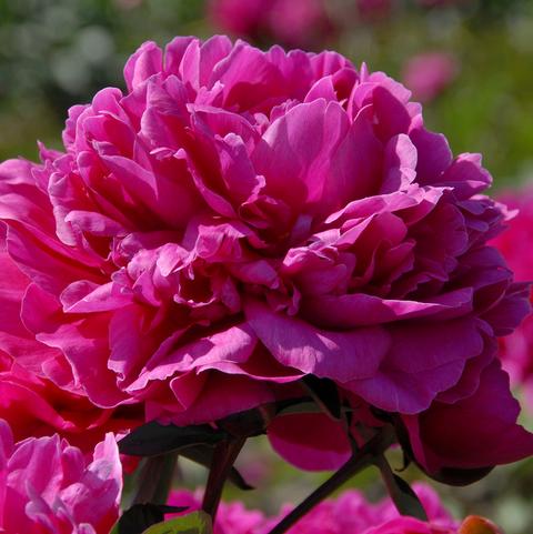 Paeonia Felix Crousse (Ships in Spring) 
