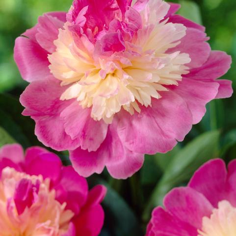 Paeonia Gay Paree (Ships in Spring) 