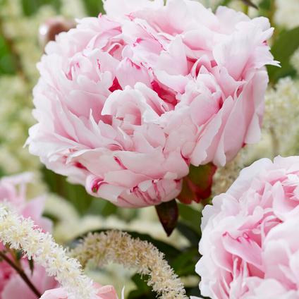 Paeonia 'Sarah Bernhardt' (Ships in Spring) 