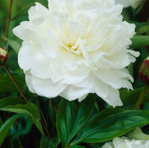 Peony