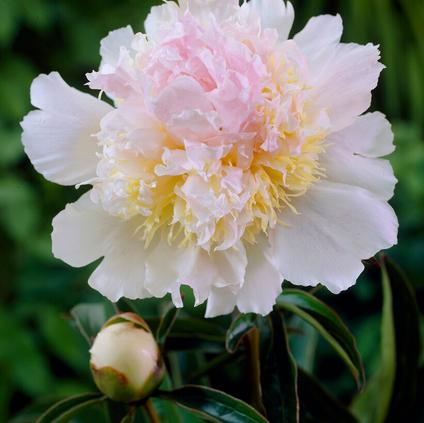 Paeonia Top Brass (Ships in Spring) 