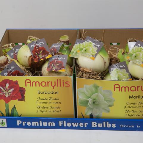 Amaryllis Assorted 'Exhibition Size Amaryllis' 