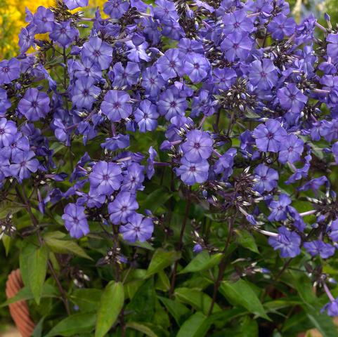 Summer Phlox Blue Paradise (Ships in Spring) 