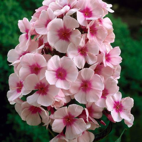 Summer Phlox Bright Eyes (Ships in Spring) 