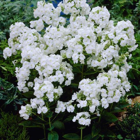 Summer Phlox David (Ships in Spring) 