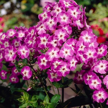 Summer Phlox Laura (Ships in Spring) 